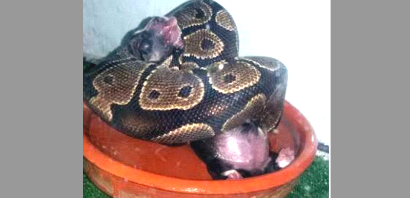Woman feeds live puppies, kittens to python, posts photos online