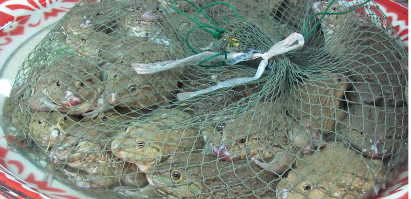 Image result for toad JIGAWA