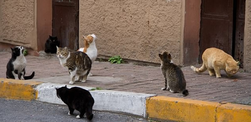 Can Cats Carry Aids Virus Can Cats Carry Aids Virus