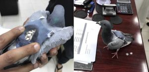 Pigeon carrying drugs